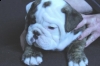 beautifullenglish-bull-dog-for-sale